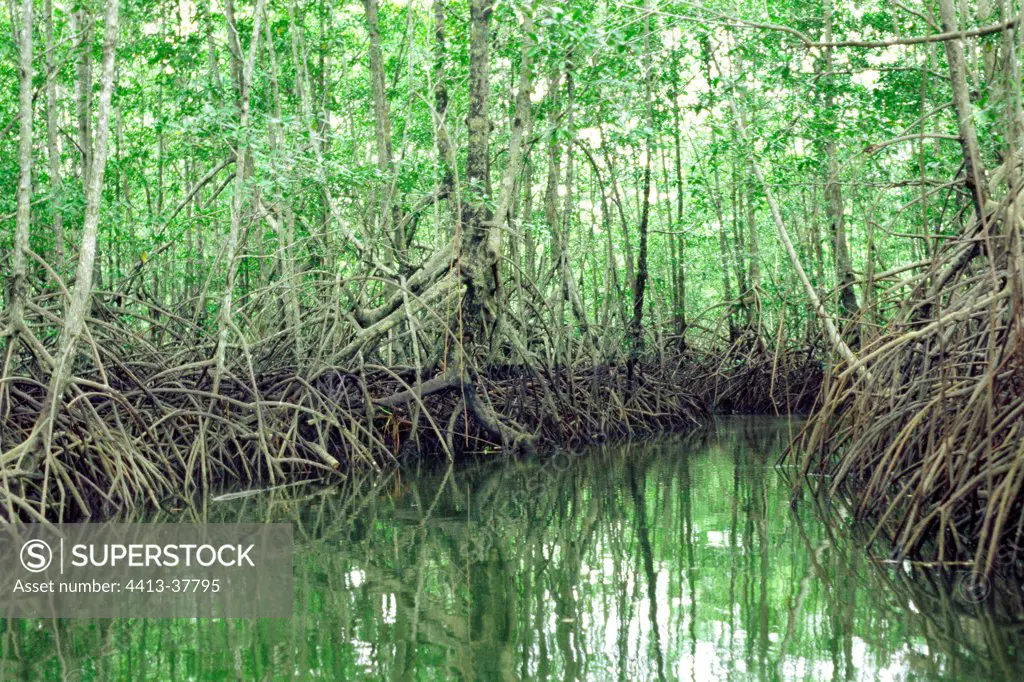 Black and American mangrove in Sierpe-Terraba mangrove