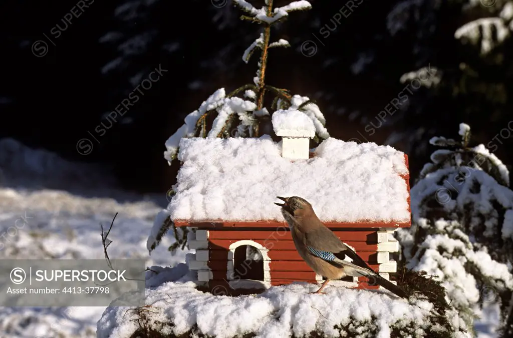 Eurasian Jay on feeding dish in winter Sweden
