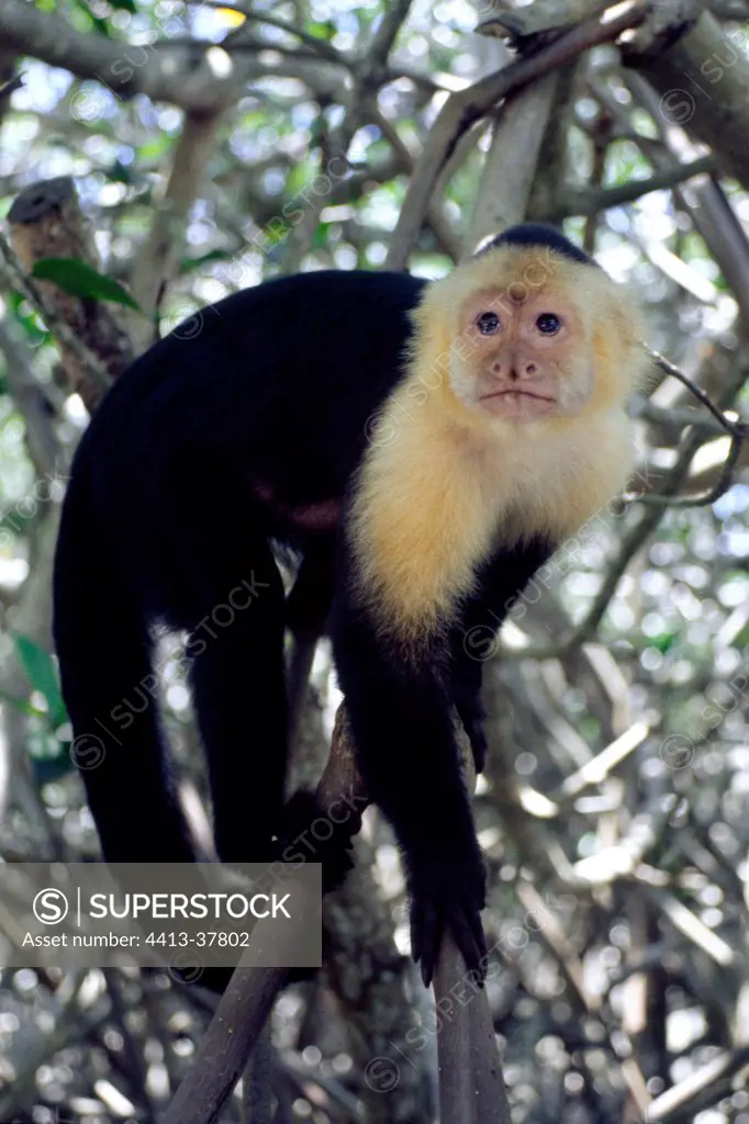 White-faced capuchin in a tree Quepos Costa Rica