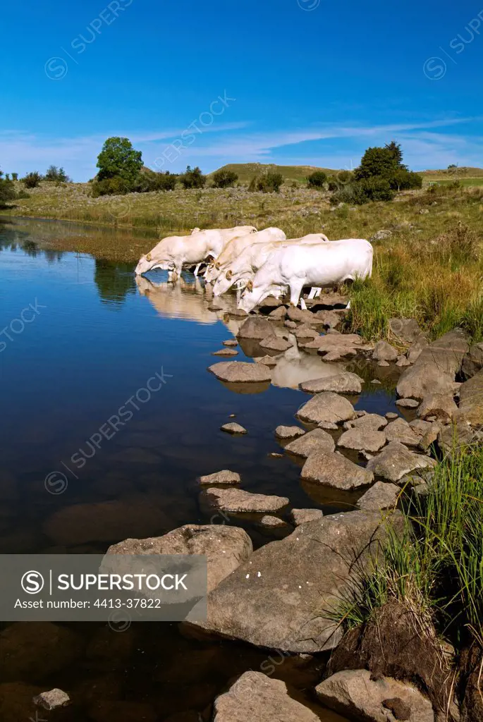 Cows drinking in the Lake Sauvage in the Cantal France
