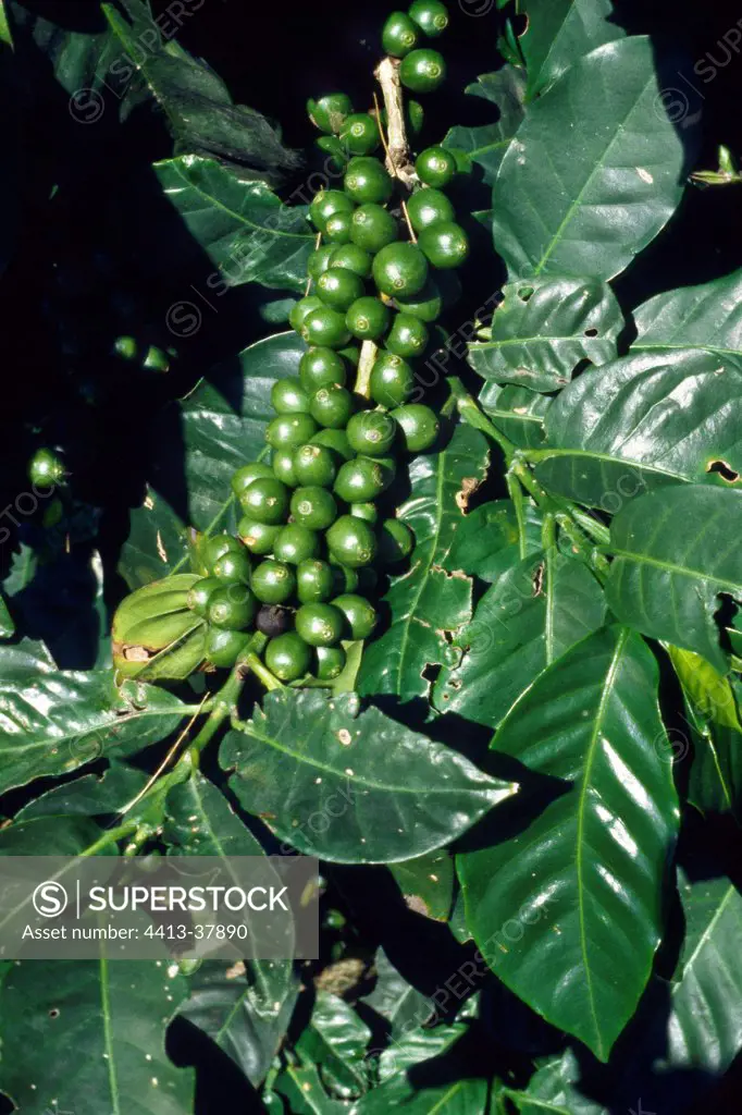 Leaves and unripe fruits of Arabian coffee tree Costa Rica