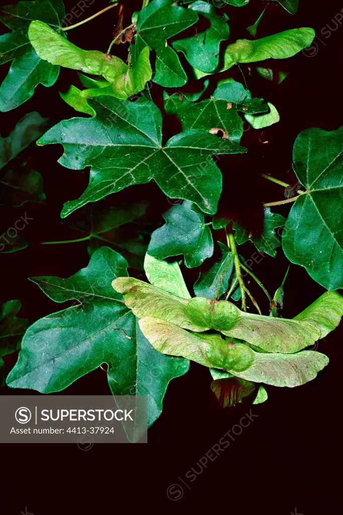 Leaves and samaras of Hedge maple Spain