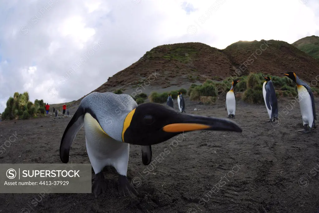Curious King penguin on Macquarie Island