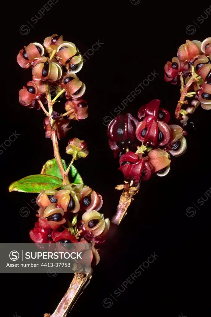 Fruits of Coriaria Spain