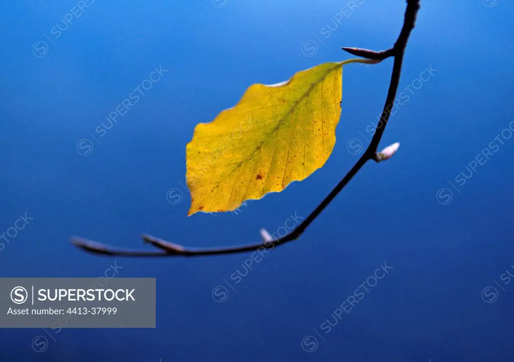 Beech leaf in autumn Haute-Loire France