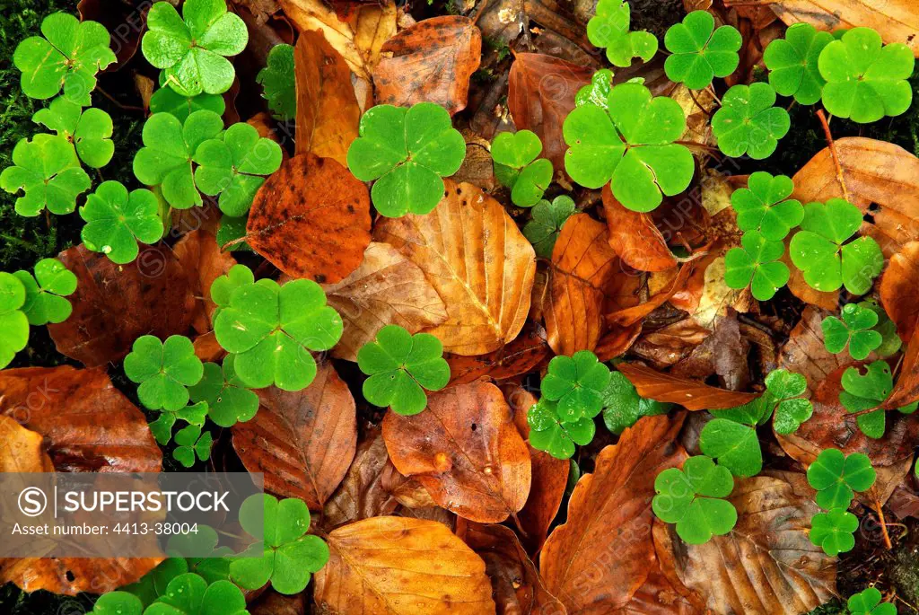 Clover and beech leaves in undergrowth Haute-Loire France