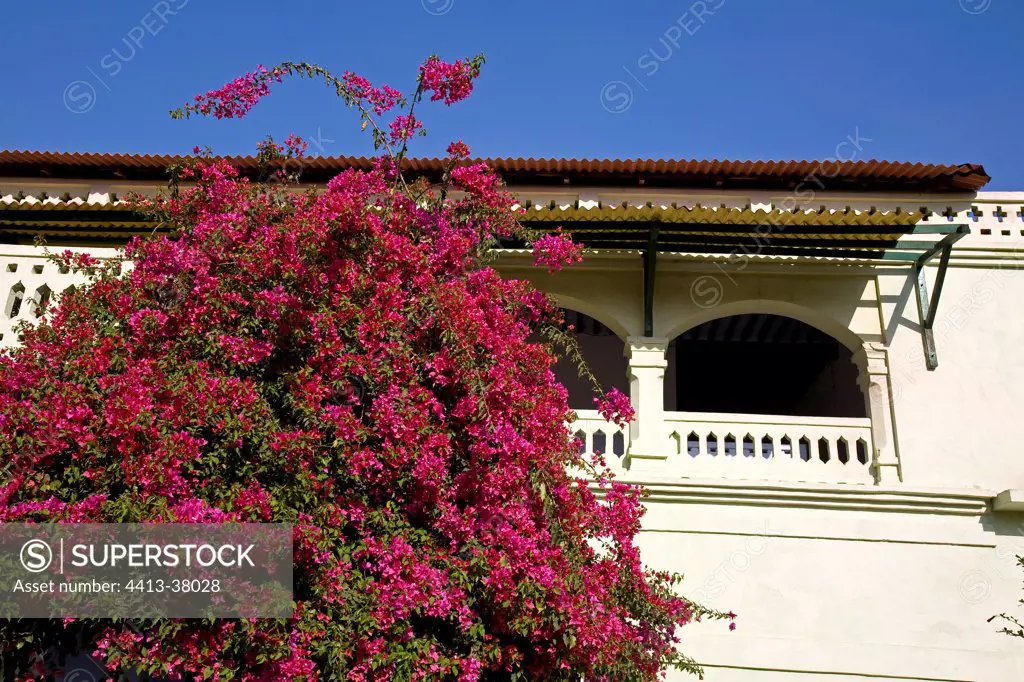 Bougainvillea blooming in front of a colonial house India