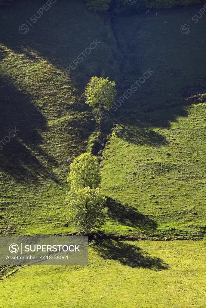 Isolated trees in autumn on a valley of Cantal France