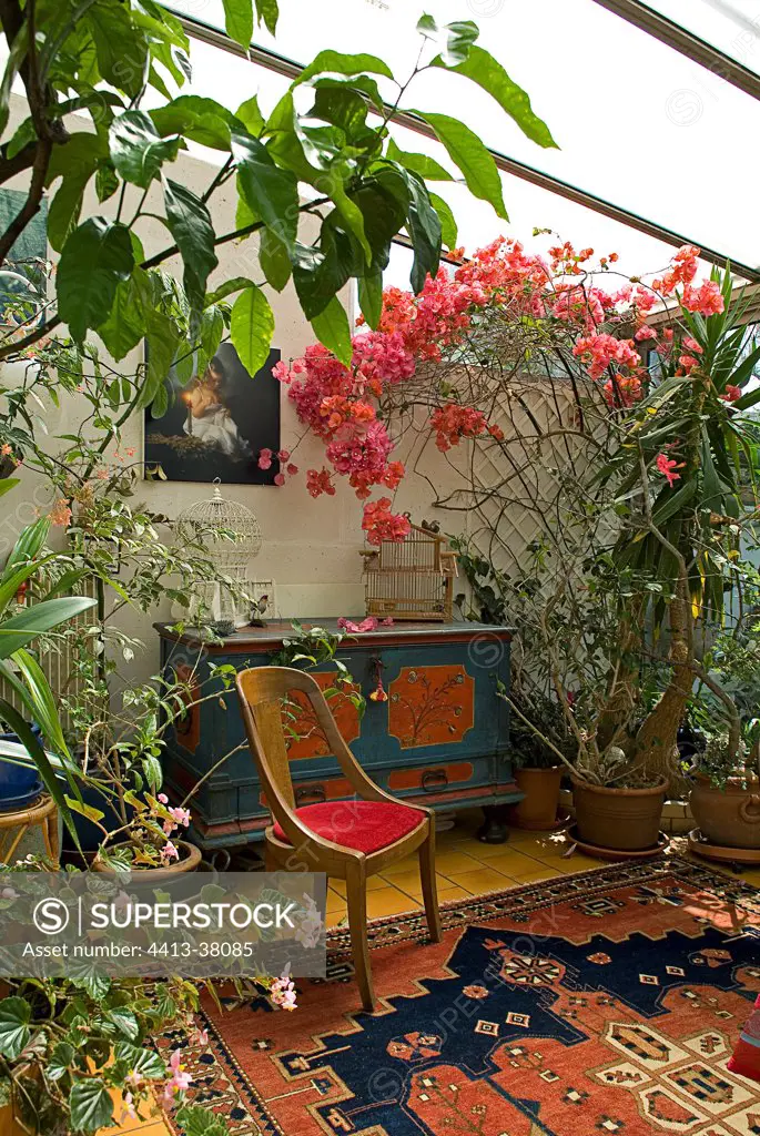 Bougainvillea in a furnished verandah in Aquitaine France