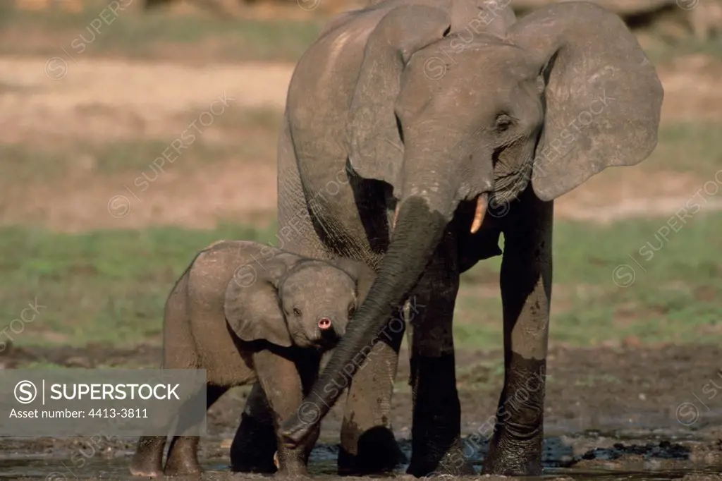 Elephant of forest and young in saltworks Central Africa