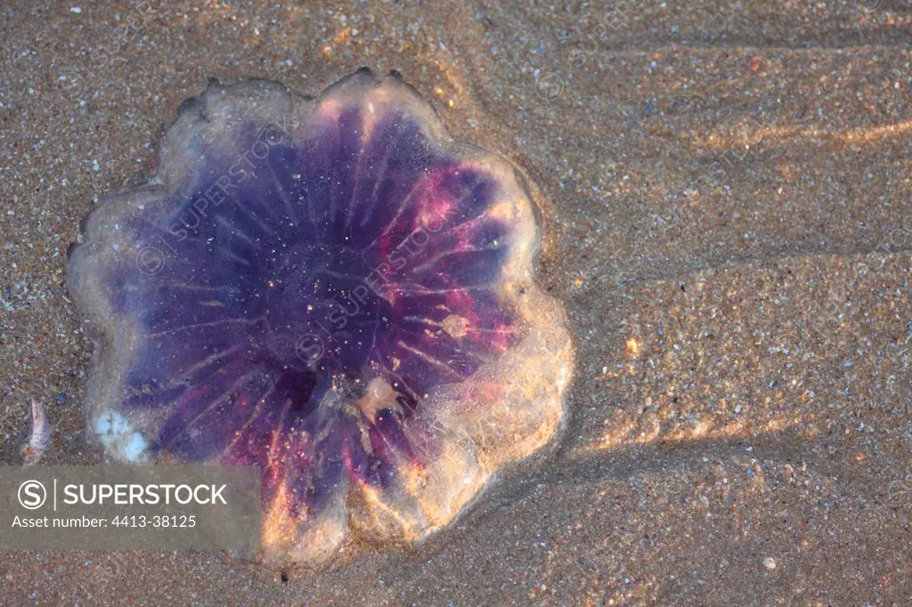 Jellyfish umbrella on a beach Oléron France