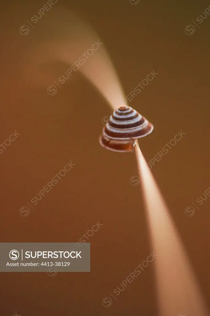 Snail shell on a twig Hérault France