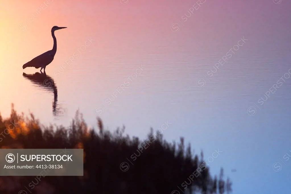 Grey heron at twilight Lansargues swamp France