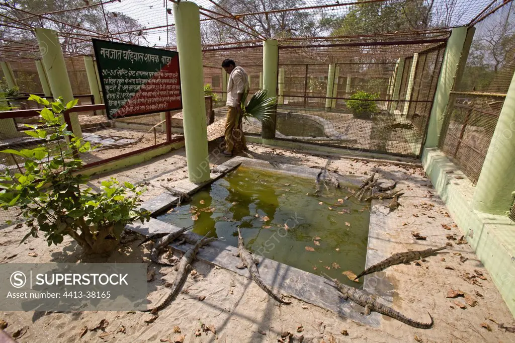 Basin in Lucknow breeding center for Gharials India