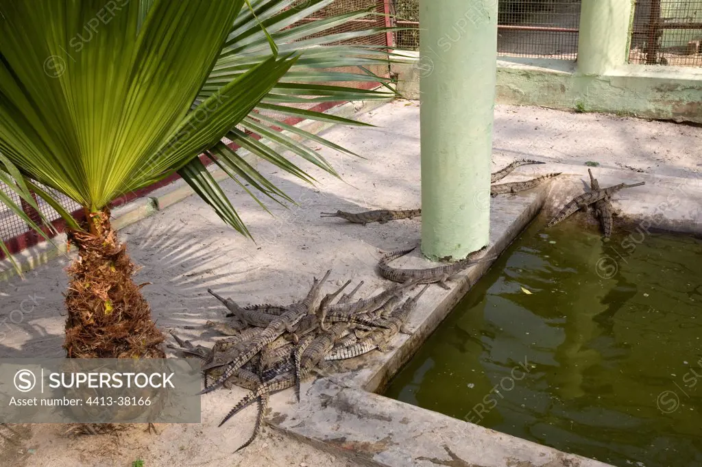 Group of youngs Gharials in Lucknow breeding center India