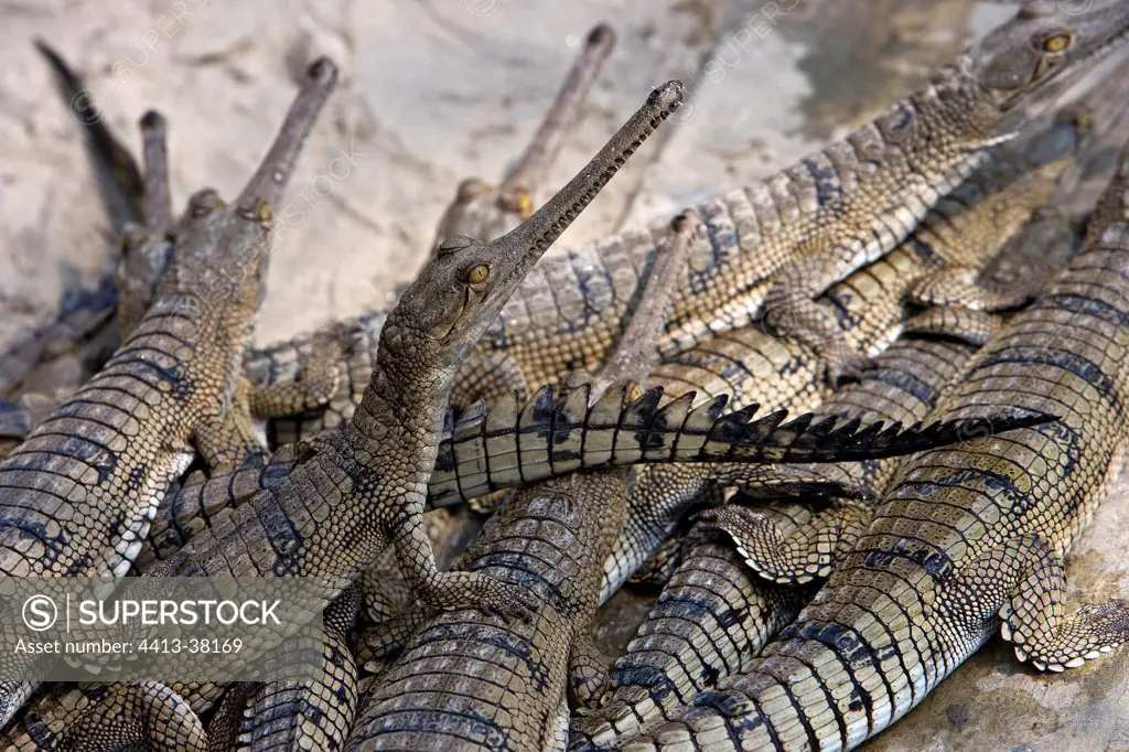 Group of youngs Gharials in Lucknow breeding center India