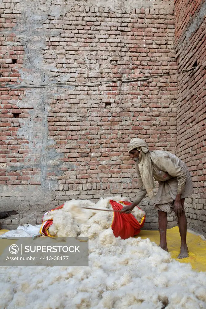Old Man sorting Cotton in a court Uttar Pradesh India