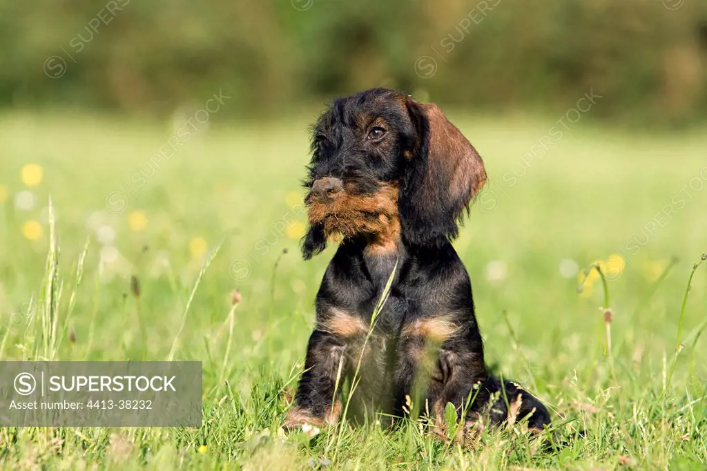 Wire-haired Dachshund puppy and nose with earth