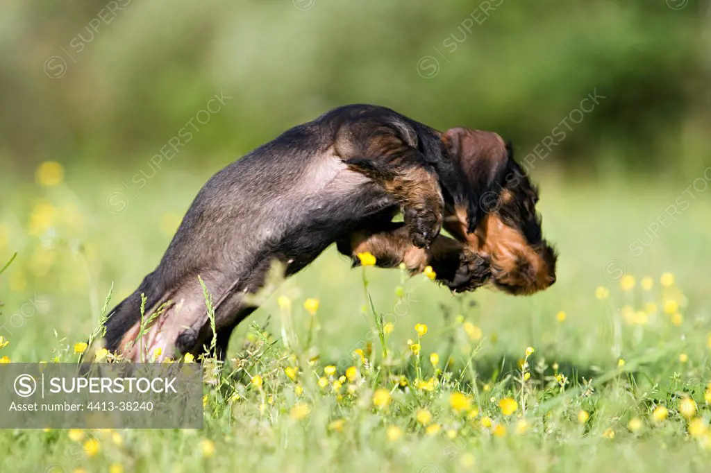 Wire-haired Dachshund puppy jumped aside in a meadow