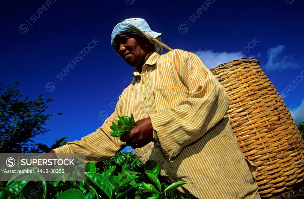 Agricultural Worker picking tea leaves in Mauritius