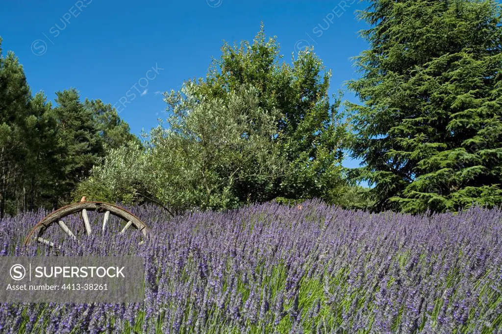Lavender field at Jardin Le Mas de l'Abri in Gard France
