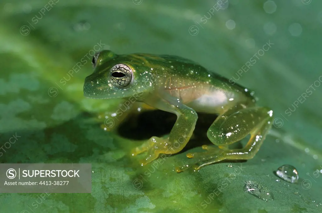 Grainy Cochran Frog Nicaragua