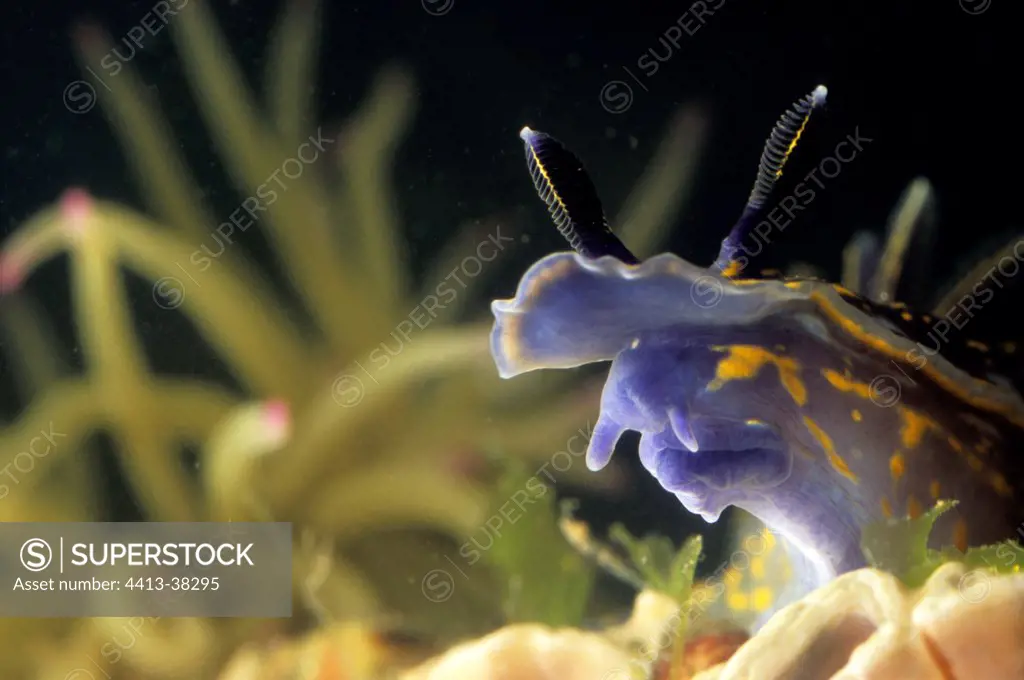 Nudibranch sea slug Mirleft Morocco
