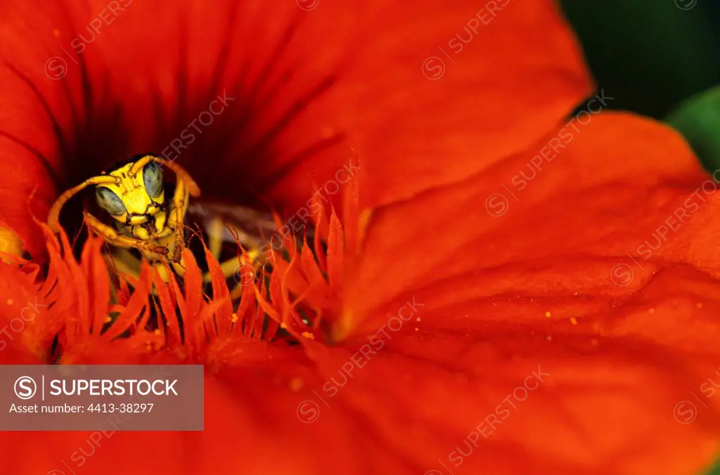 Common wasp in a Capucine flower France