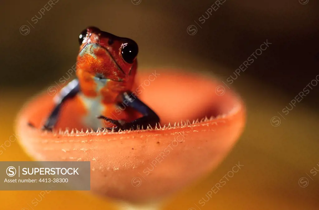Strawberry Poison-dart frog in a scarlet cup fungi Nicaragua