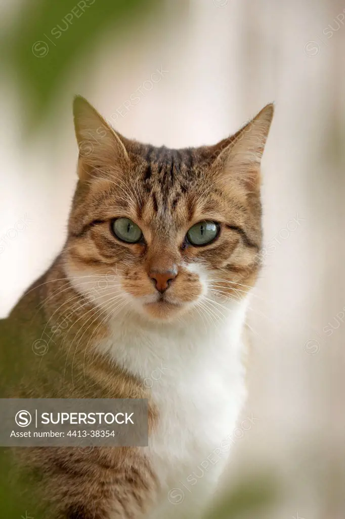 Portrait of Cat France