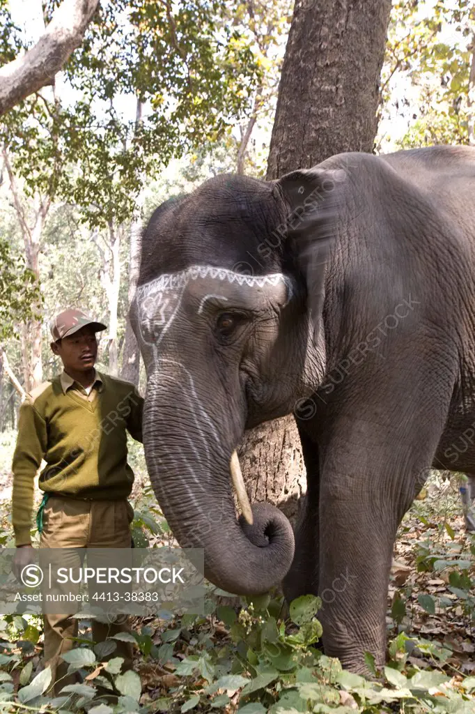 Asian Elephant with its cornac Uttar Pradesh India