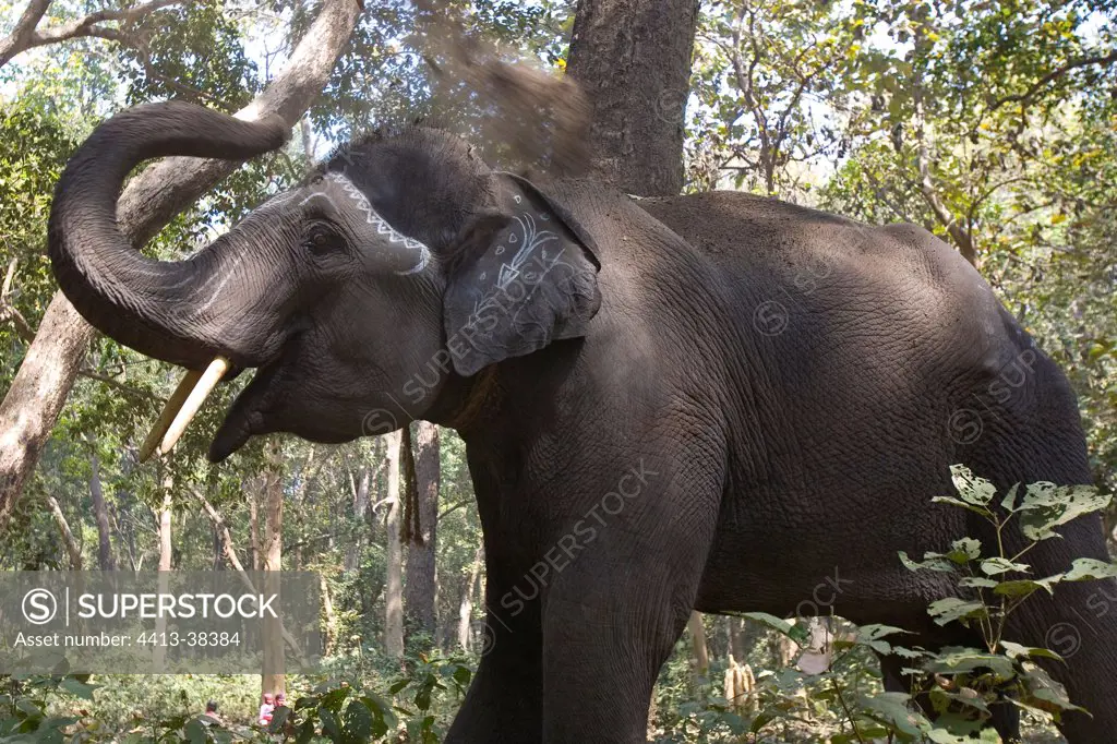 Asian Elephant projecting dust on its back India