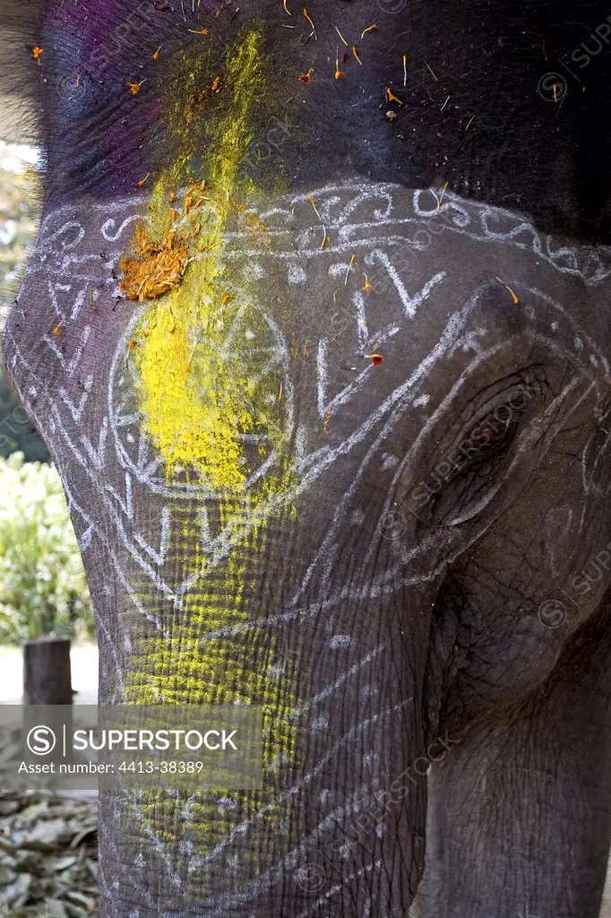 Asian Elephant Chamfer painted Uttar Pradesh India