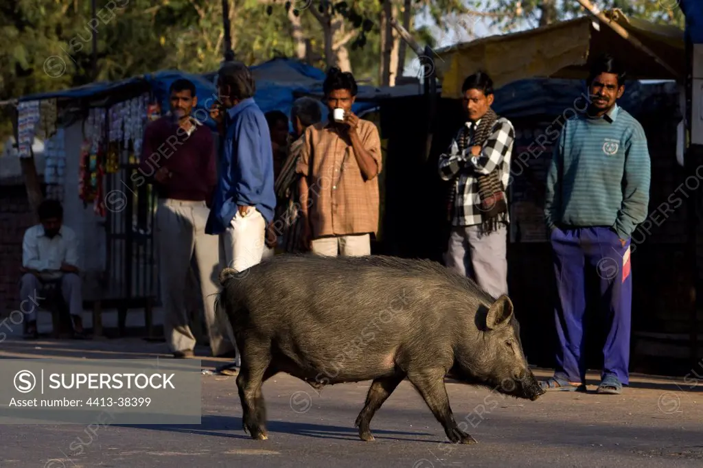 Domestic Wild Boar walking in a street Uttar Pradesh