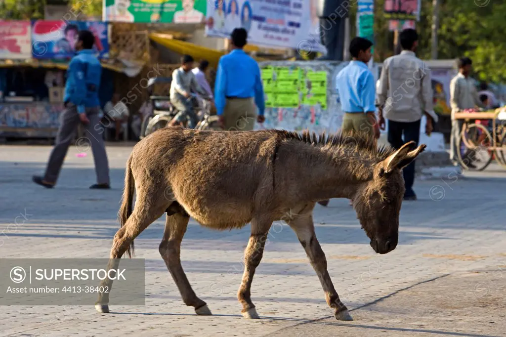 Ass walking in a street in a city Uttar Pradesh India