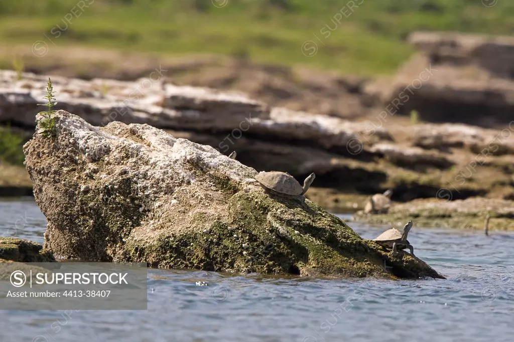 Fresh WaterTurtles taking the sun on a rock India