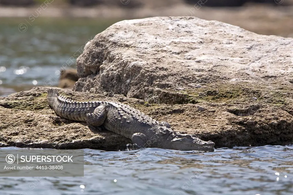 Marsh Crocodile down in the water Uttar Pradesh