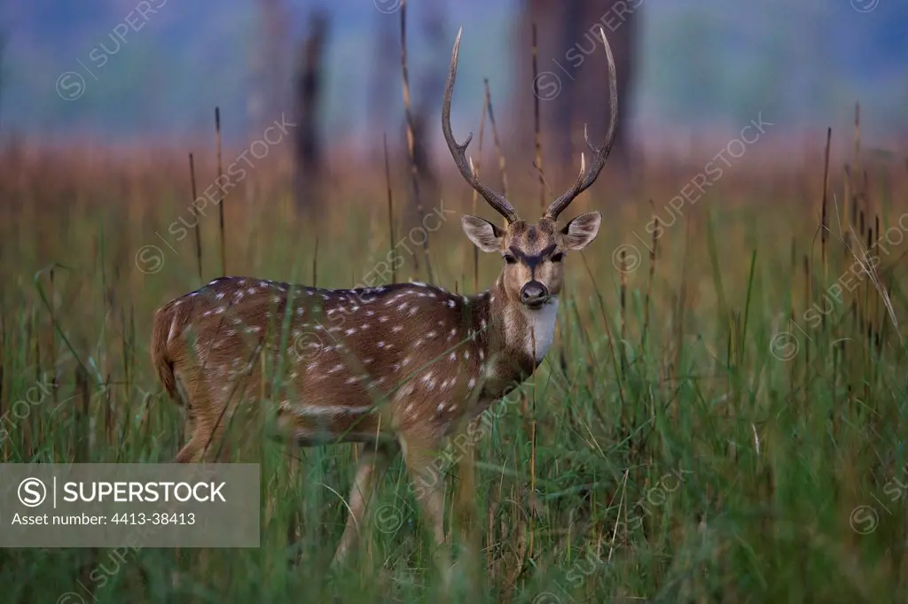 Portrait of an Axis Deer in the tall grasses Uttar Pradesh