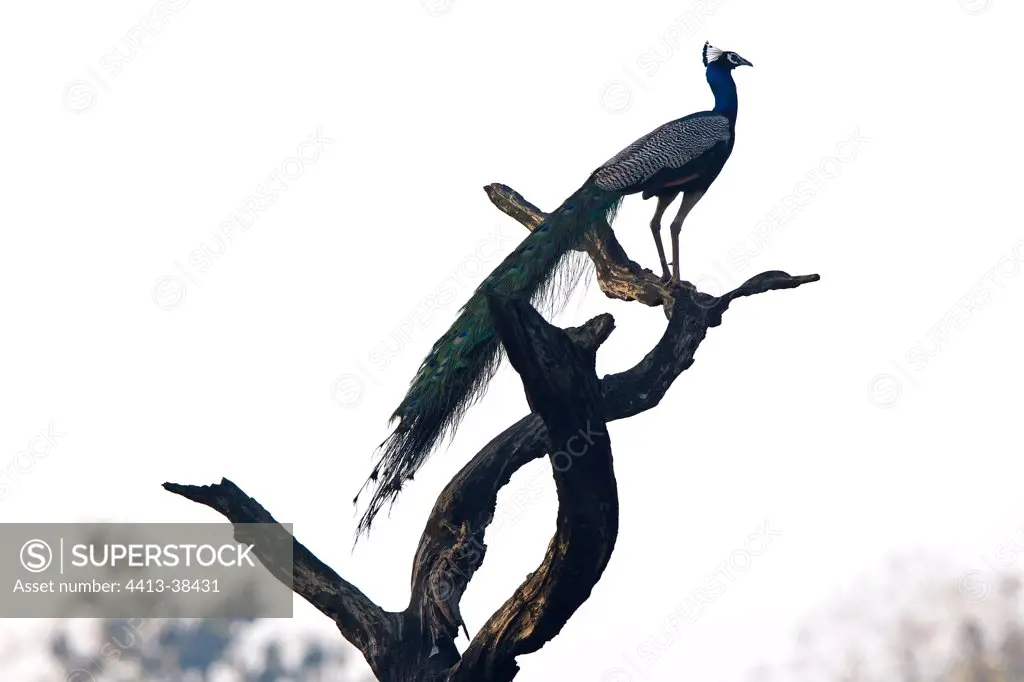 Male Indian Peafowl landed on a dead tree Dudhwa NP India