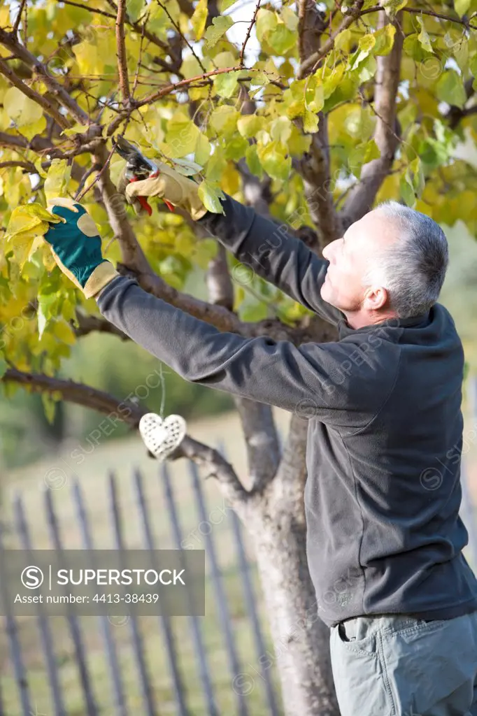 Man cutting an apricot tree in a garden in autumn