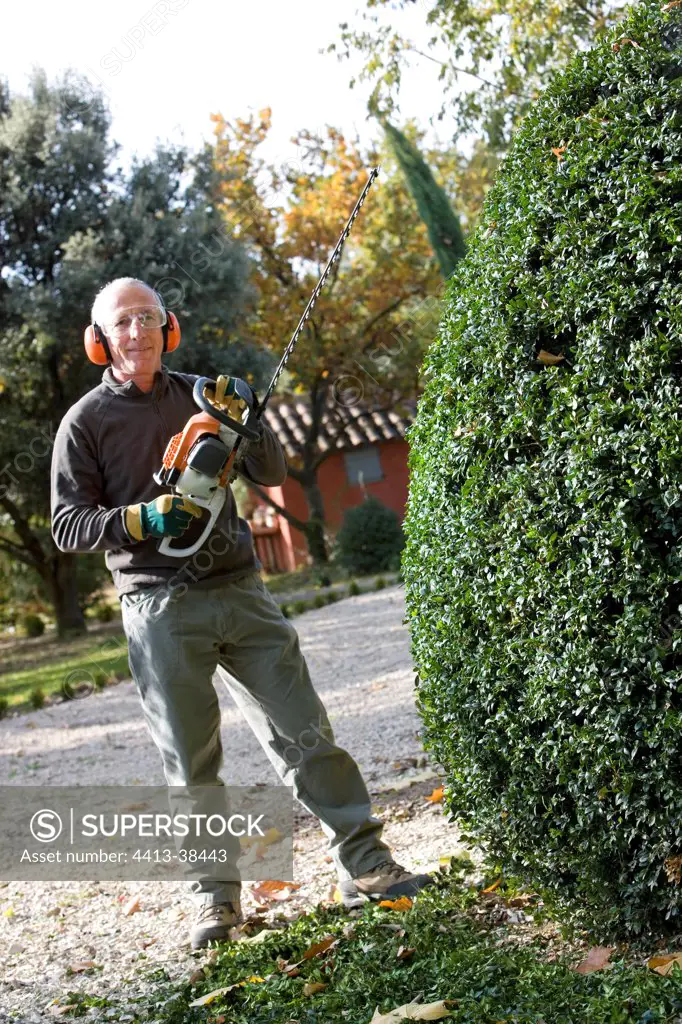 Man cutting a common box with a hedge trimmer in autumn