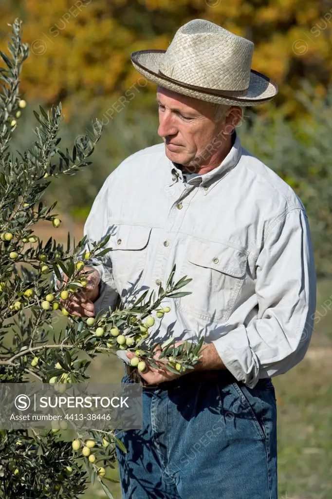 Man examining an olive tree in a garden in autumn