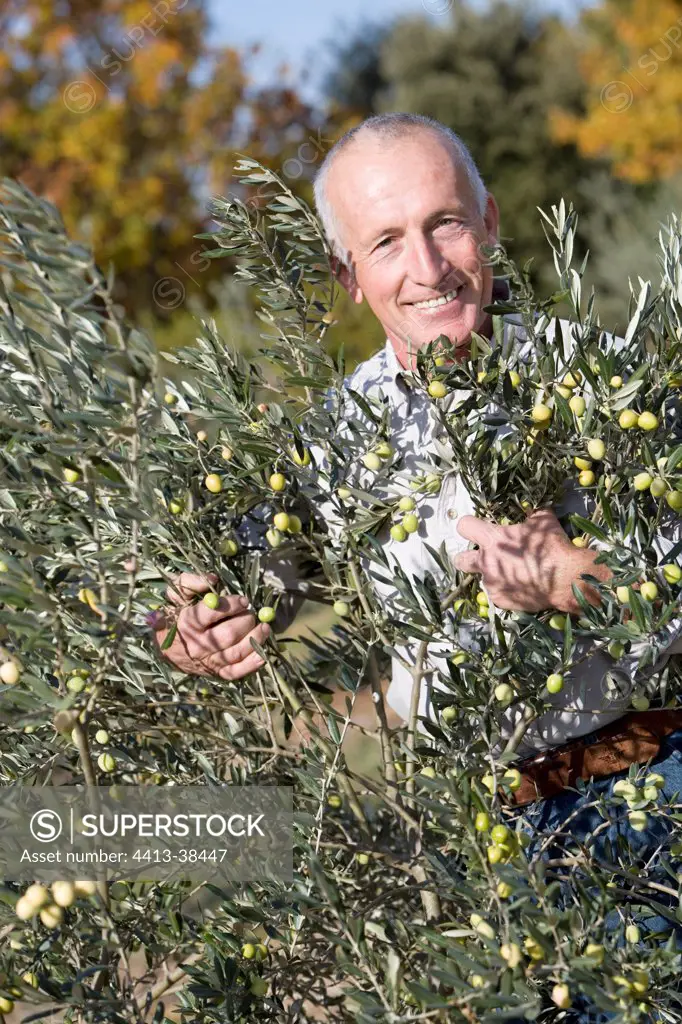 Man examining an olive tree in a garden in autumn