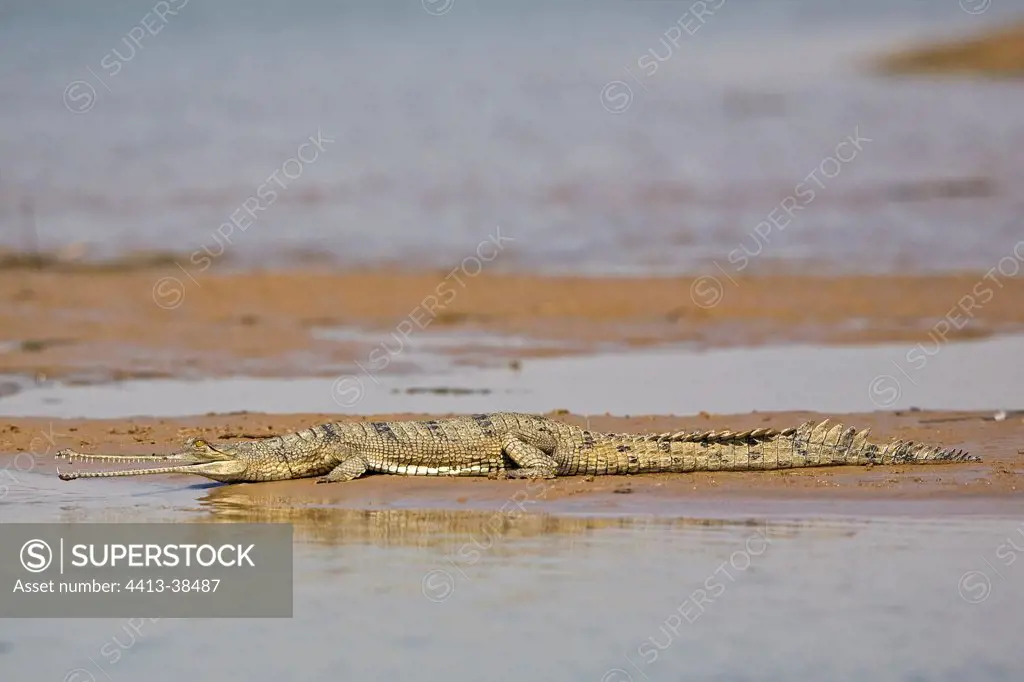 Young Gharial walking on the sand Chambal river India