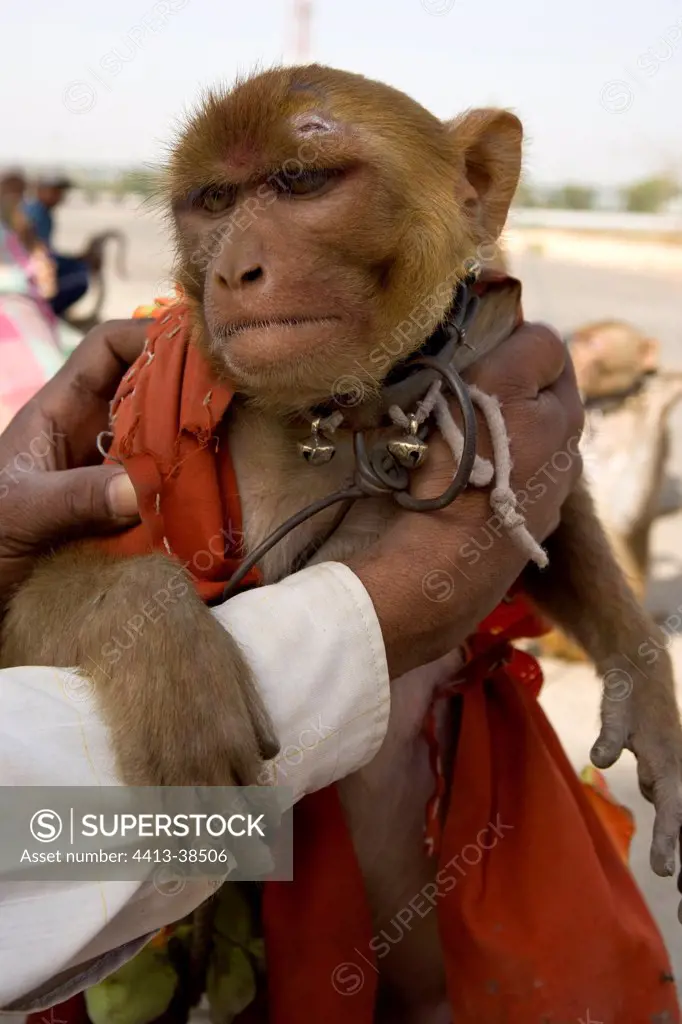 Trainer showing up his trained Monkey Uttar Pradesh India