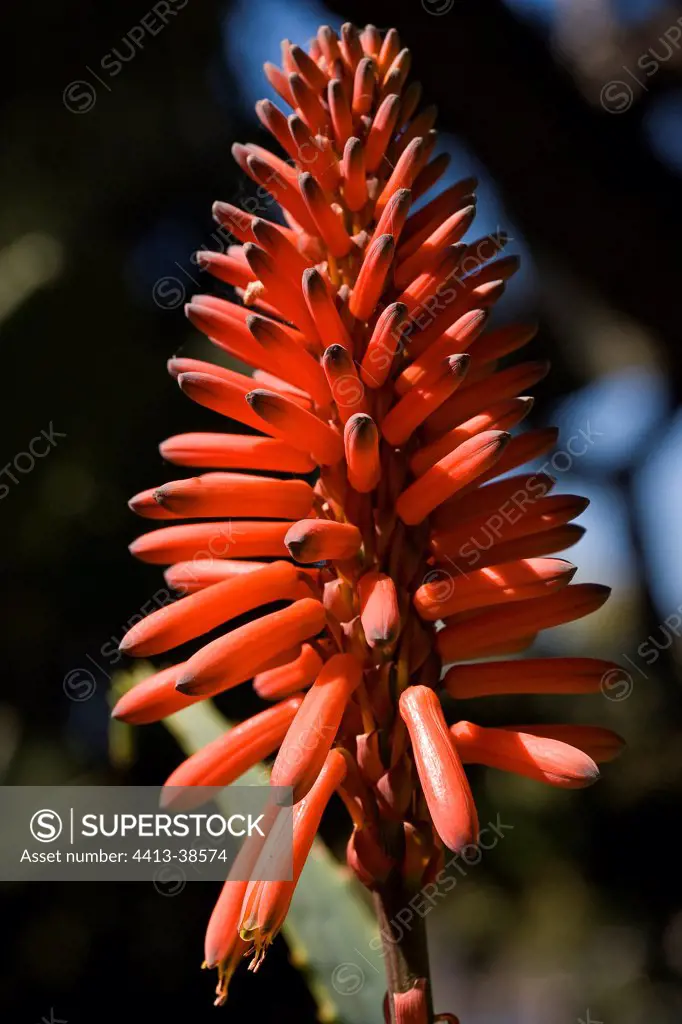 Aloe red Exotic Garden French Riviera France