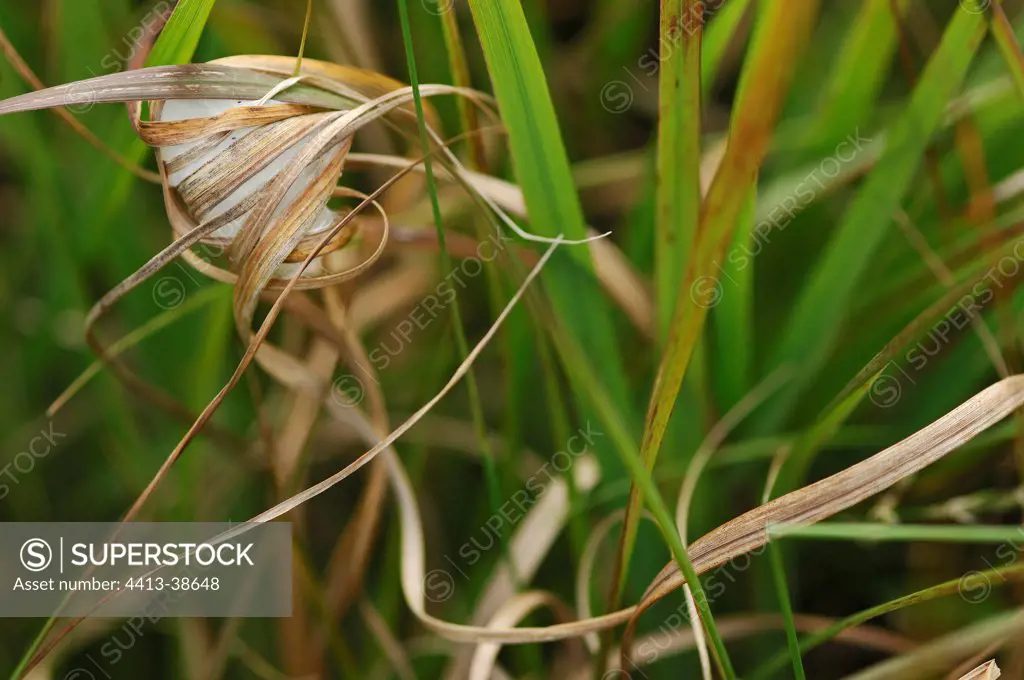 Cocoon of spider in a bog Morbihan France
