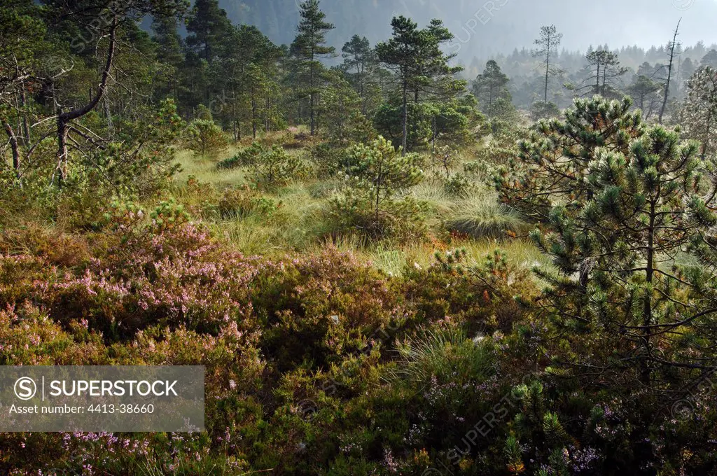 Bog in the morning Vosges France