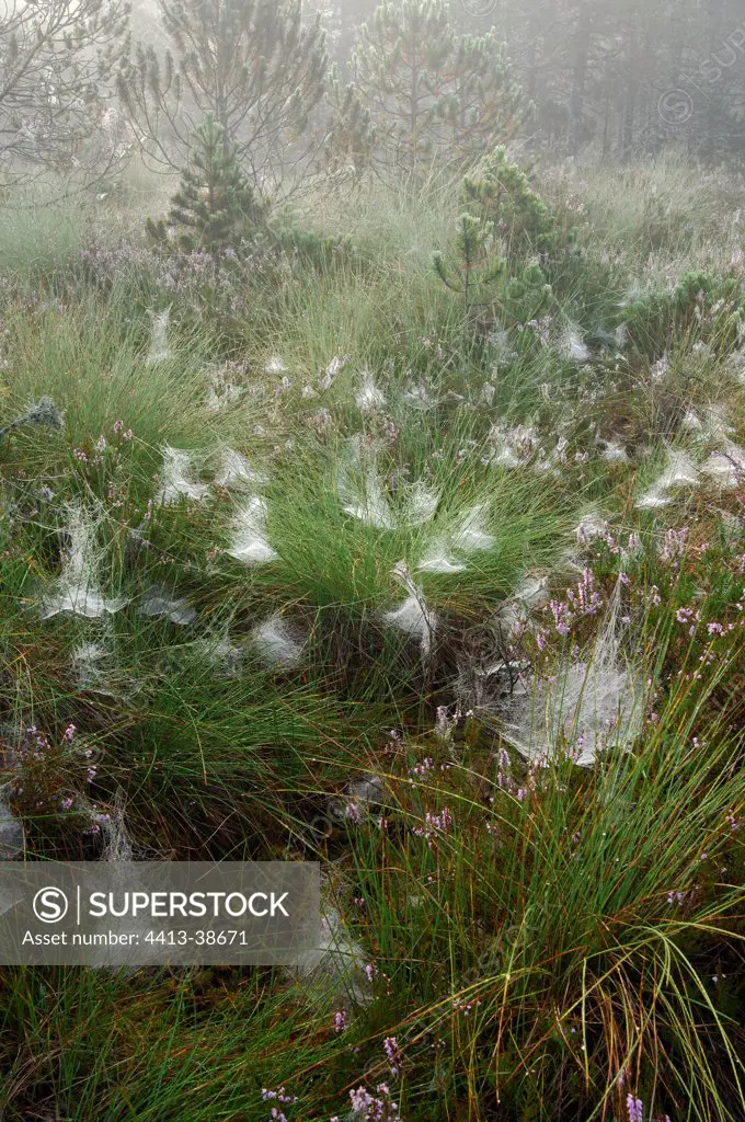 Cobwebs in a bog in fog Doubs France