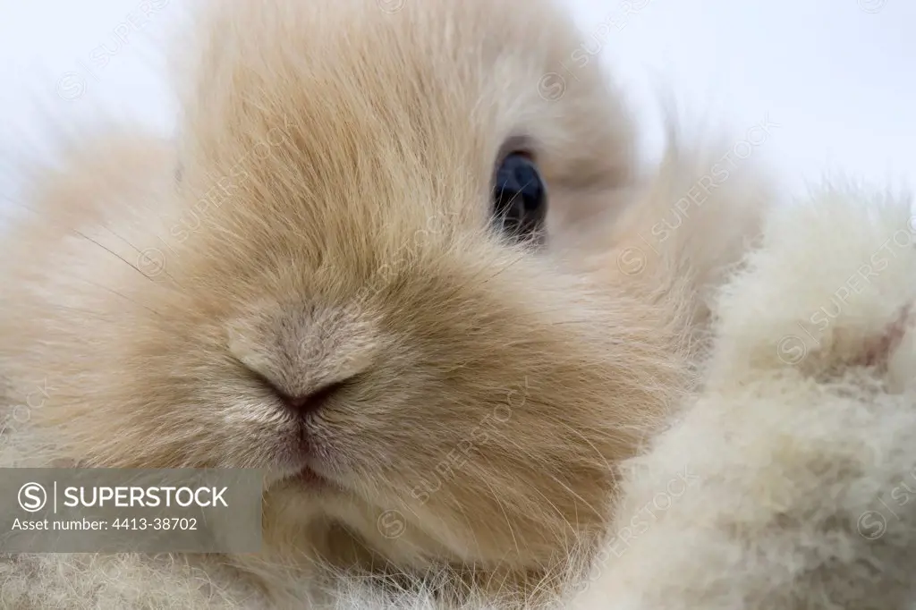 Young beige domestic rabbit